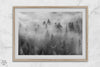 Monochrome foggy forest scene with tall pine trees fading into mist.