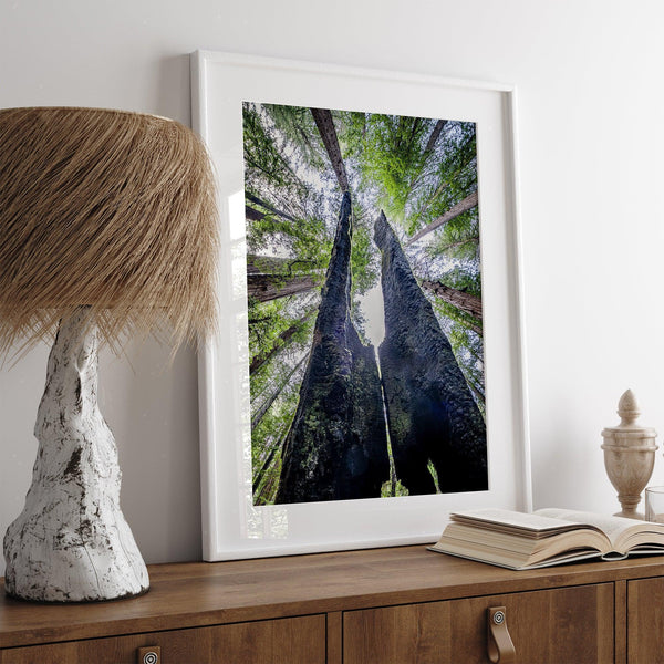 A forest fine art photography print looking up at towering redwoods with charred trunks and a vibrant green canopy in a tranquil forest setting.