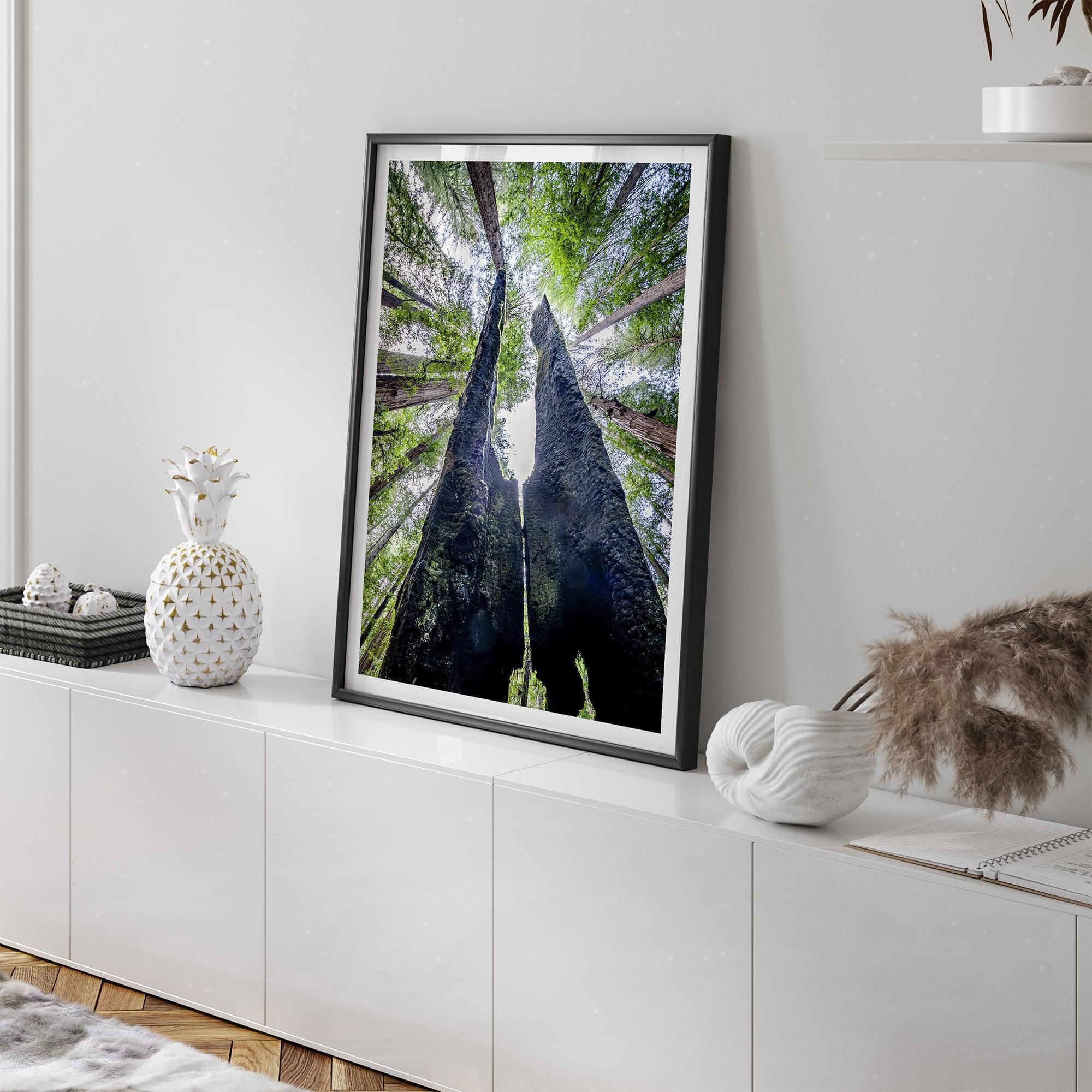 A forest fine art photography print looking up at towering redwoods with charred trunks and a vibrant green canopy in a tranquil forest setting.