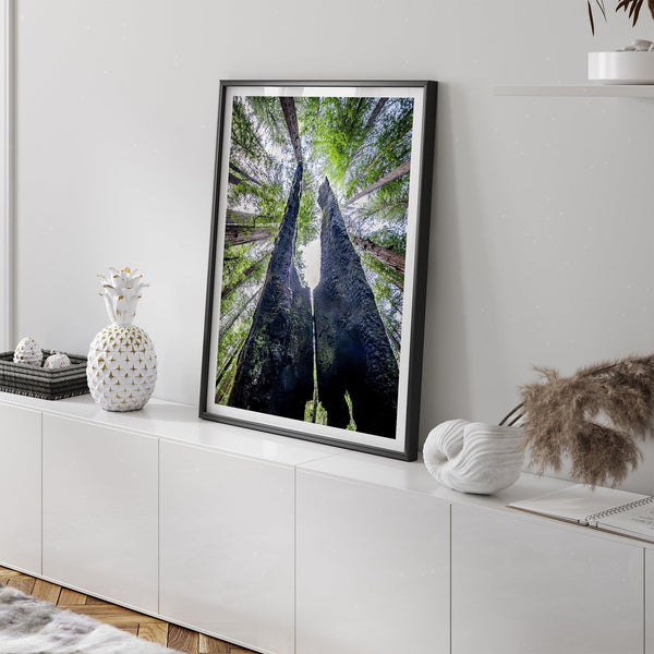 A forest fine art photography print looking up at towering redwoods with charred trunks and a vibrant green canopy in a tranquil forest setting.