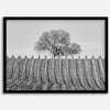 Fine art black and white vineyard photography print Napa Valley minimalist wine country wall decor.