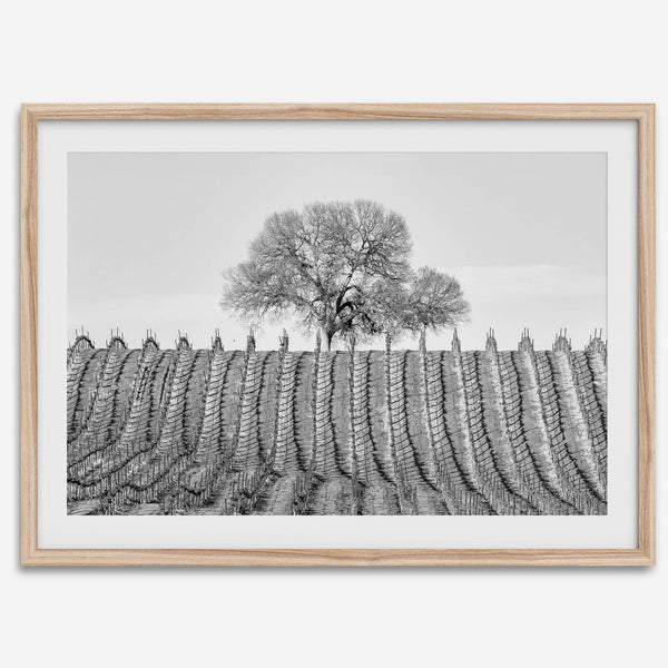 Fine art black and white vineyard photography print Napa Valley minimalist wine country wall decor.