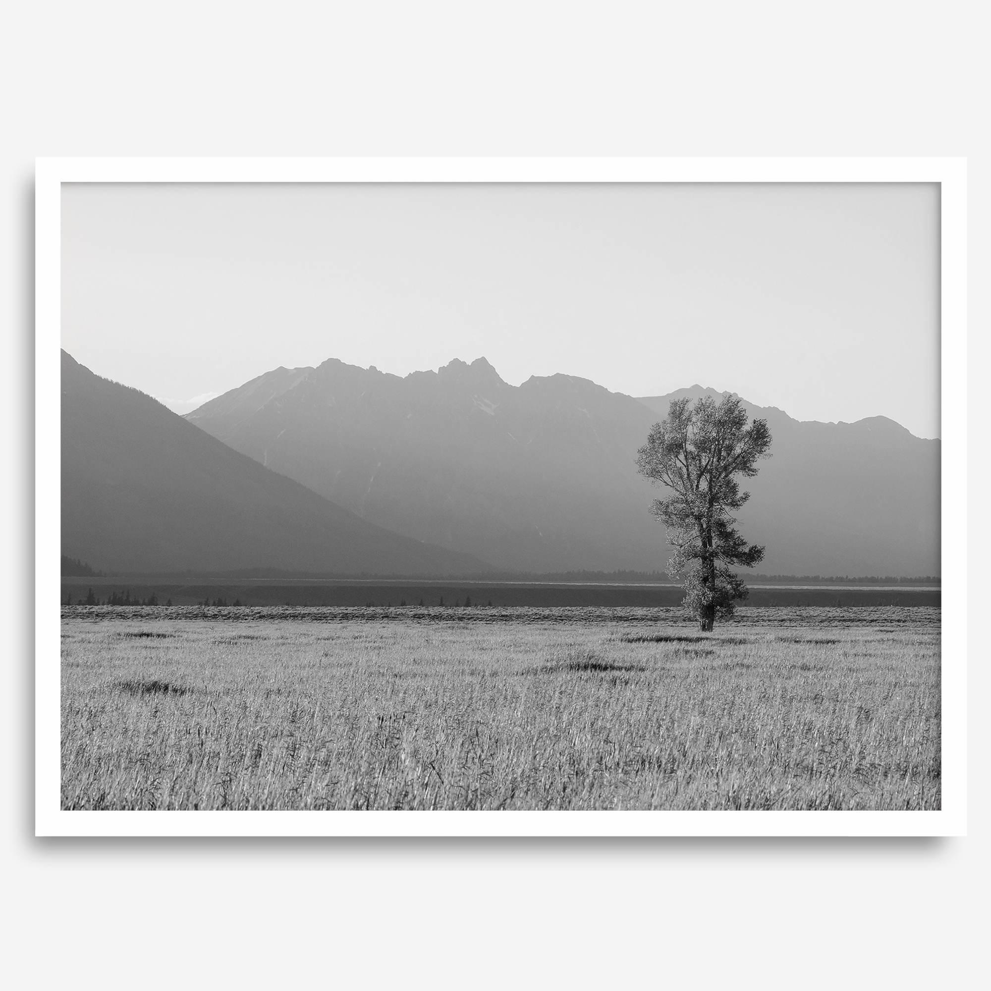 Teton Tranquility