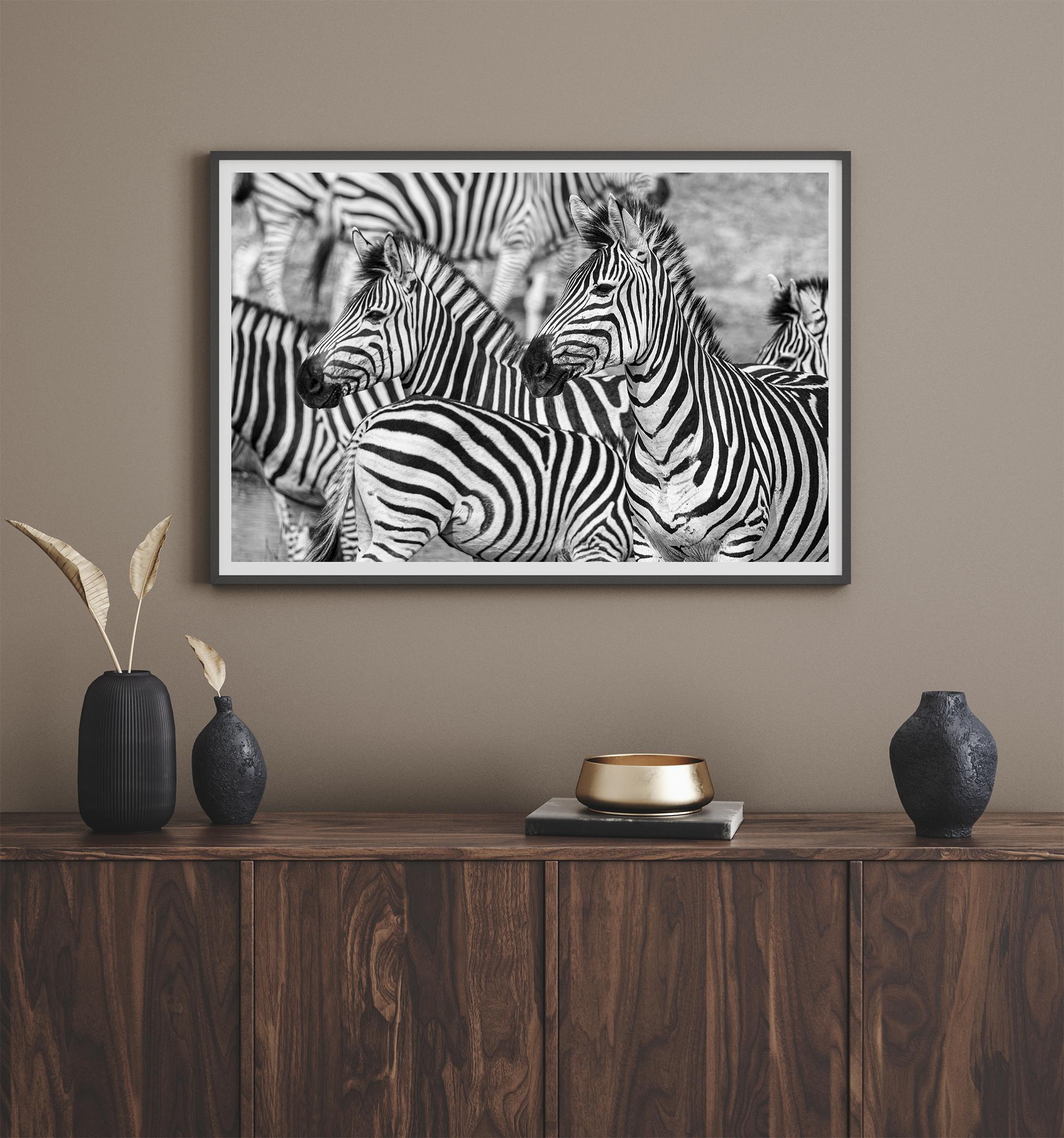 Black and white zebra wall art showing a herd of zebras with overlapping striped patterns, presented in a black frame with a white mat.