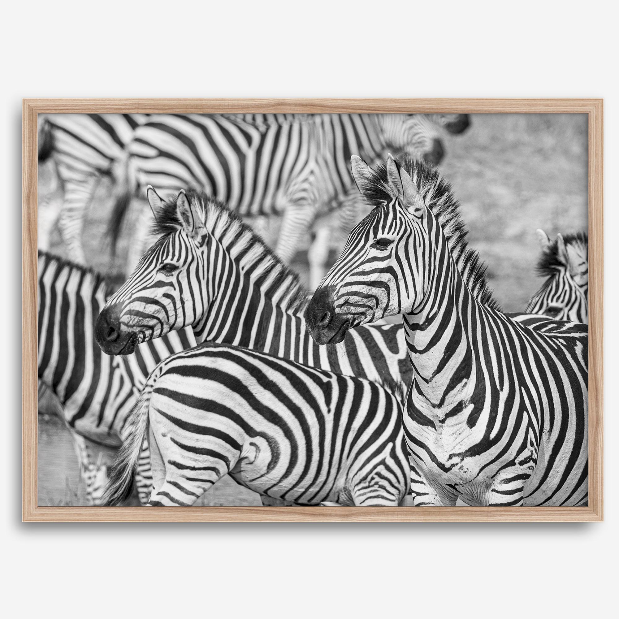 Black and white zebra wall art showing a herd of zebras with overlapping striped patterns, presented in a black frame with a white mat.
