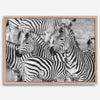 Black and white zebra wall art showing a herd of zebras with overlapping striped patterns, presented in a black frame with a white mat.