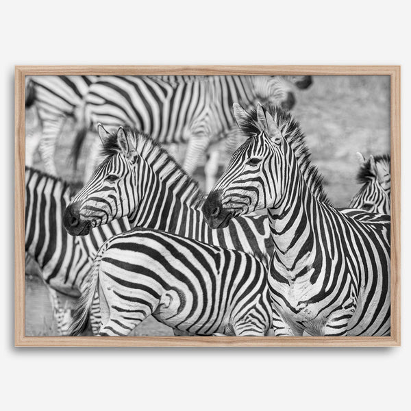 Black and white zebra wall art showing a herd of zebras with overlapping striped patterns, presented in a black frame with a white mat.
