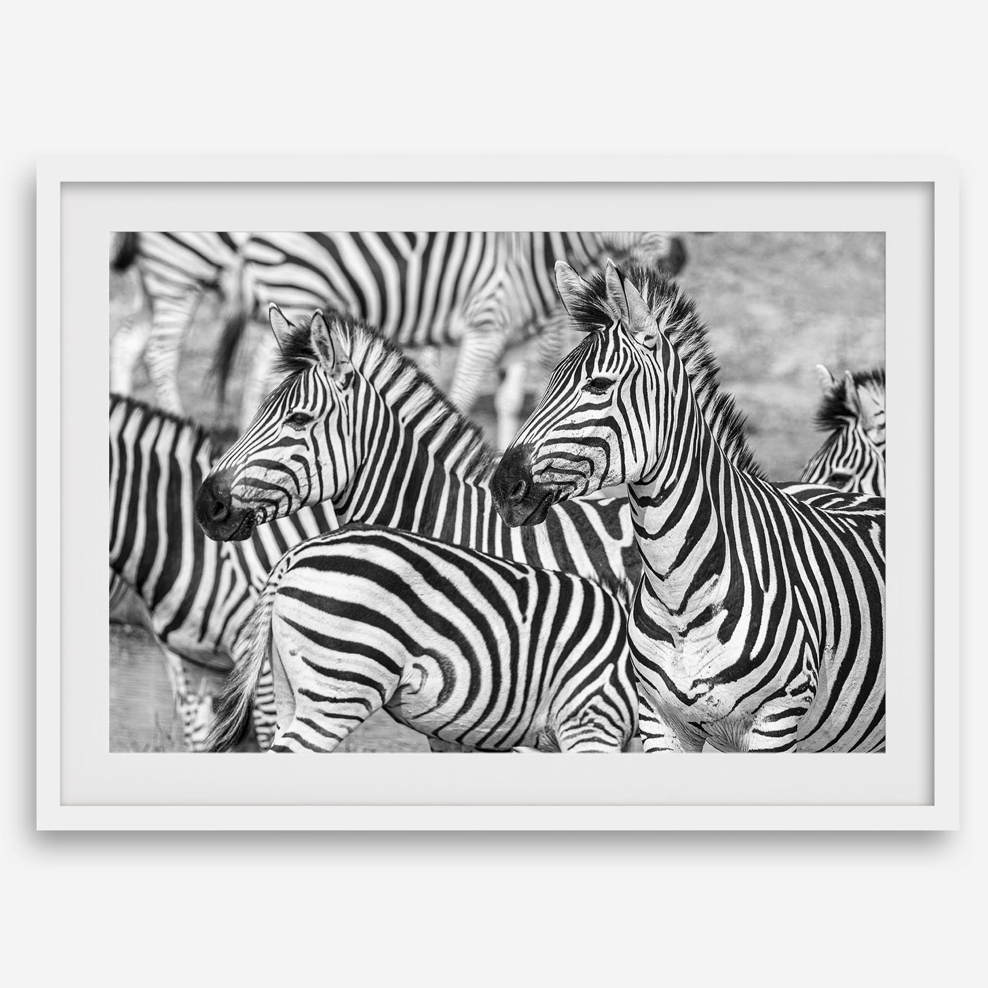 Black and white zebra wall art showing a herd of zebras with overlapping striped patterns, presented in a black frame with a white mat.