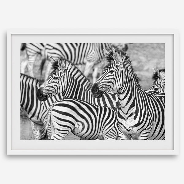 Black and white zebra wall art showing a herd of zebras with overlapping striped patterns, presented in a black frame with a white mat.