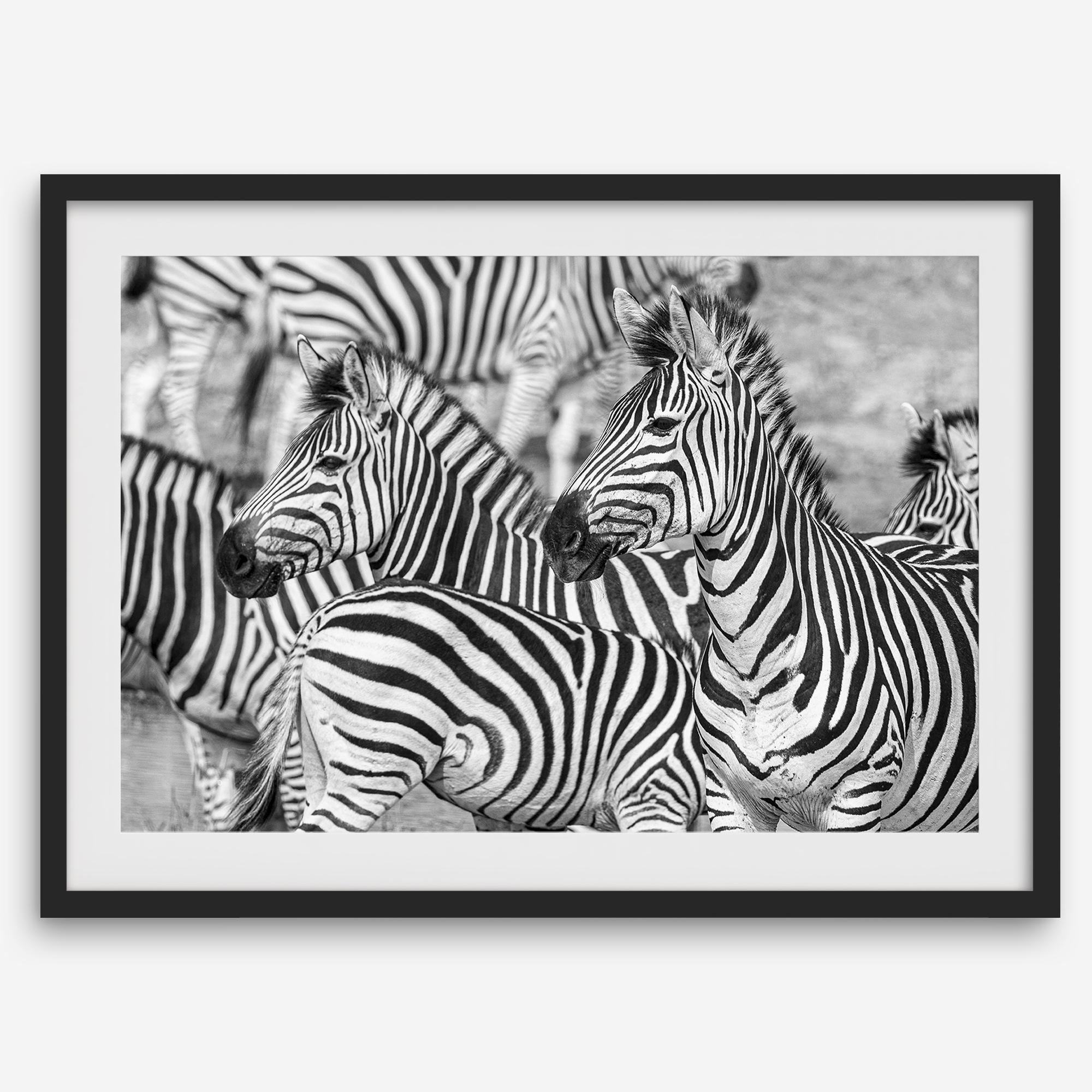 Black and white zebra wall art showing a herd of zebras with overlapping striped patterns, presented in a black frame with a white mat.