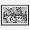 Black and white zebra wall art showing a herd of zebras with overlapping striped patterns, presented in a black frame with a white mat.