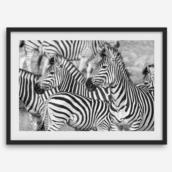 Black and white zebra wall art showing a herd of zebras with overlapping striped patterns, presented in a black frame with a white mat.