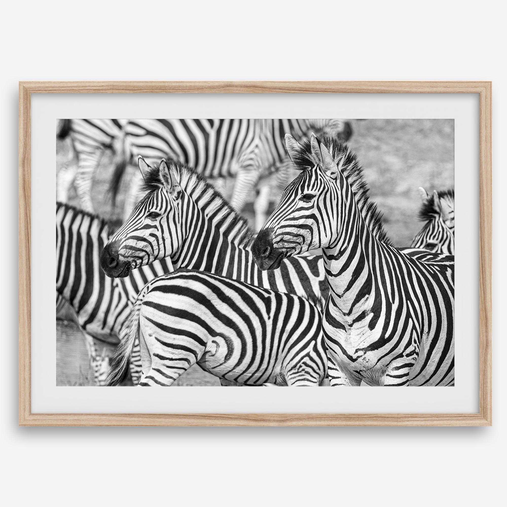 Black and white zebra wall art showing a herd of zebras with overlapping striped patterns, presented in a black frame with a white mat.