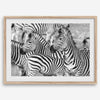 Black and white zebra wall art showing a herd of zebras with overlapping striped patterns, presented in a black frame with a white mat.
