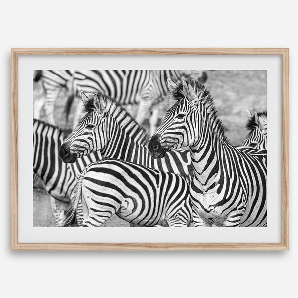 Black and white zebra wall art showing a herd of zebras with overlapping striped patterns, presented in a black frame with a white mat.