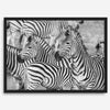 Black and white zebra wall art showing a herd of zebras with overlapping striped patterns, presented in a black frame with a white mat.