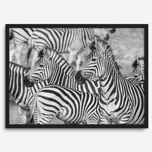 Black and white zebra wall art showing a herd of zebras with overlapping striped patterns, presented in a black frame with a white mat.