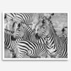 Black and white zebra wall art showing a herd of zebras with overlapping striped patterns, presented in a black frame with a white mat.