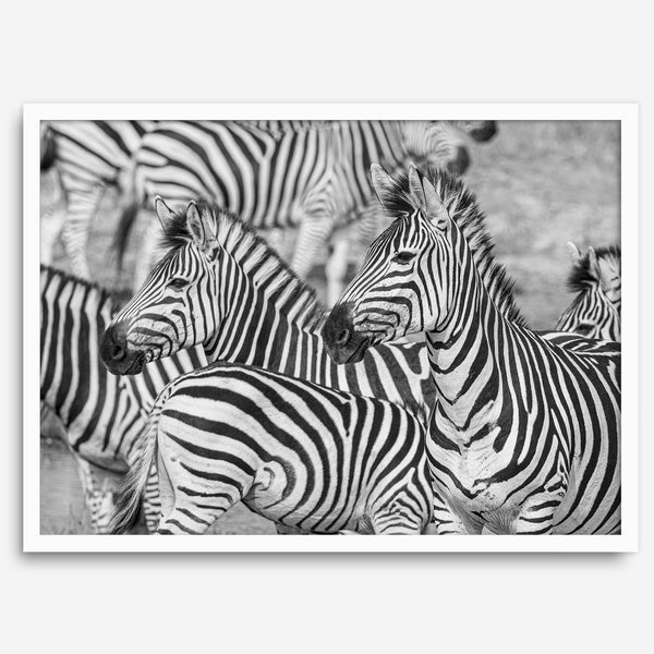 Black and white zebra wall art showing a herd of zebras with overlapping striped patterns, presented in a black frame with a white mat.