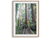 A set of three fine art California Redwood forest prints showcasing lush, stunning, and inspiring forest paths. Symbolizing the different paths we can take in life.