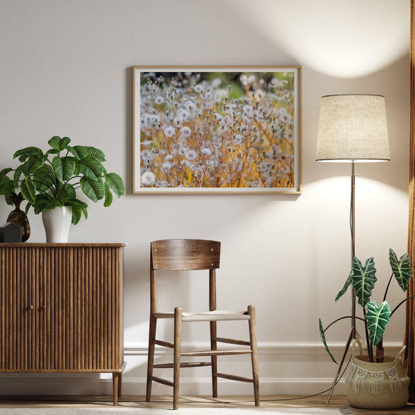 A fine art floral photography print with beautiful white flowers taken in the sunset.