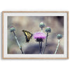 A stunning colorful fine art Butterfly print featuring Arizona's state butterfly - the Two-tailed Swallowtail, sitting on a vibrant purple New Mexico Thistle.